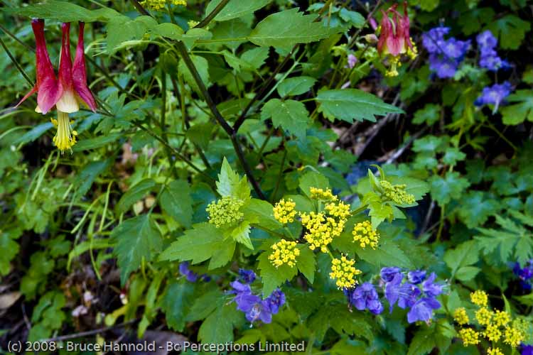 COLUMBINE COLOR